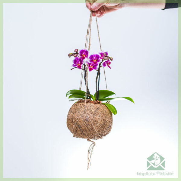 Купете орхидеи Phalaenopsis лилаво във висящ кокос