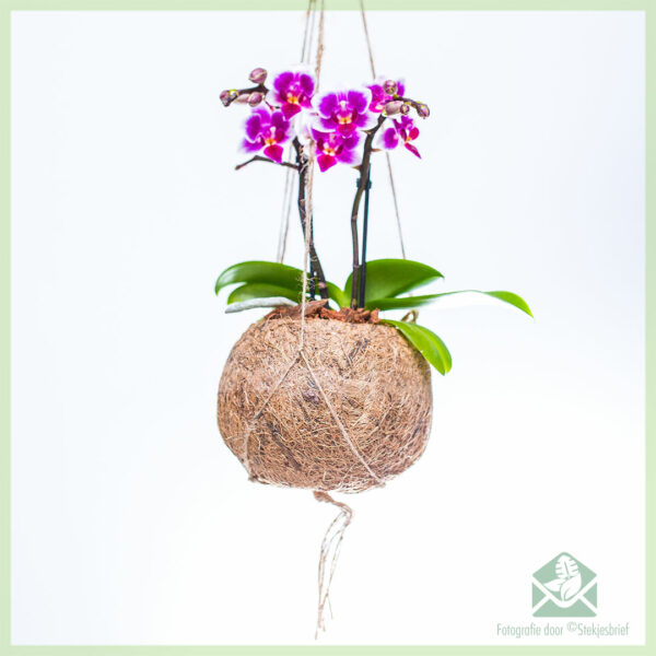 Keapje Phalaenopsis orkiden pears yn hingjende kokosnoot