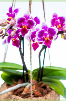 Tuku anggrek Phalaenopsis ungu ing klapa gantung