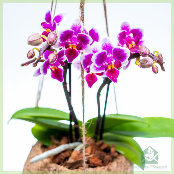 Vásároljon Phalaenopsis orchideát lila lógó kókuszban