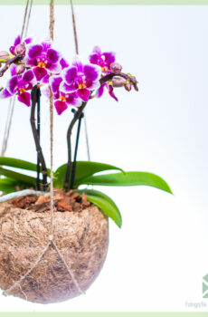 קנה סחלבים Phalaenopsis סגול בקוקוס תלוי