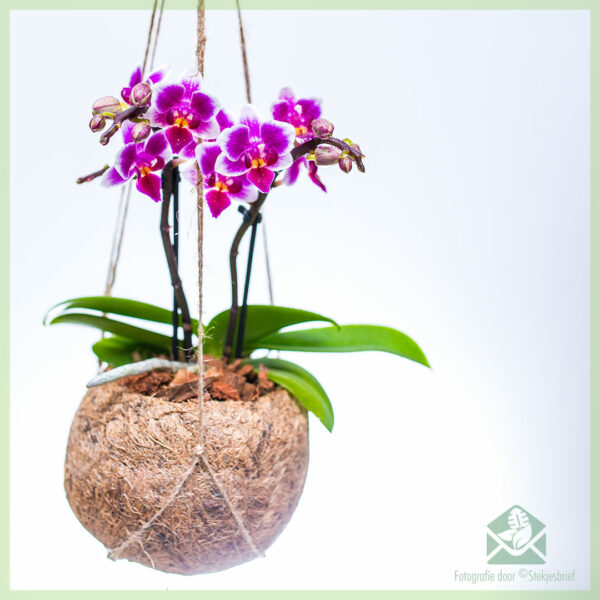 Ceannaich orchids Phalaenopsis purpaidh ann an coconut crochte