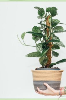 Philodendron Monstera Karstenianum - पेरू खरेदी करा