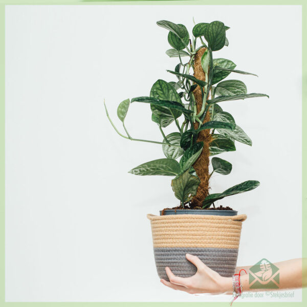 پیرو - Philodendron Monstera Karstenianum خریدیں۔