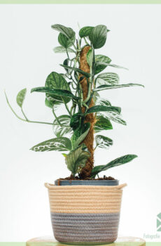 Philodendron MonsteraKarstenianumを購入する-ペルー