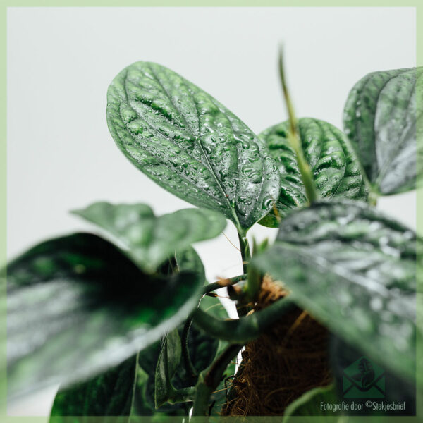 Philodendron Monstera Karstenianum - පේරු මිලදී ගන්න