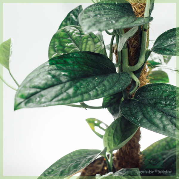 Philodendron Monstera Karstenianum - පේරු මිලදී ගන්න