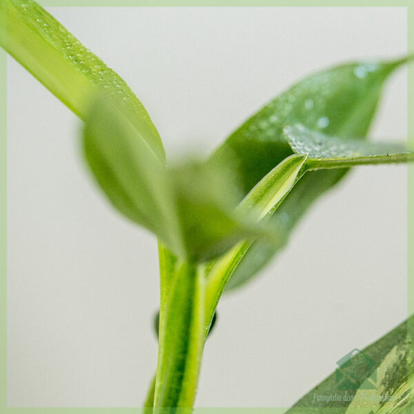 Köp Philodendron Silver Sword Hastatum Variegata