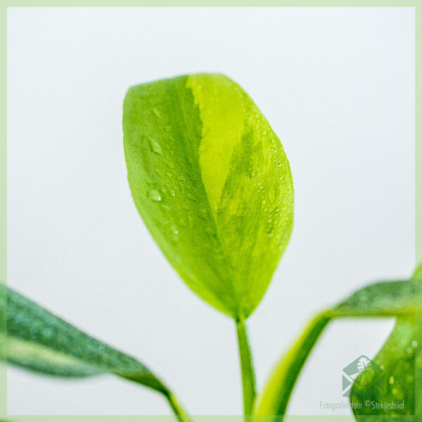 Köp Philodendron Silver Sword Hastatum Variegata