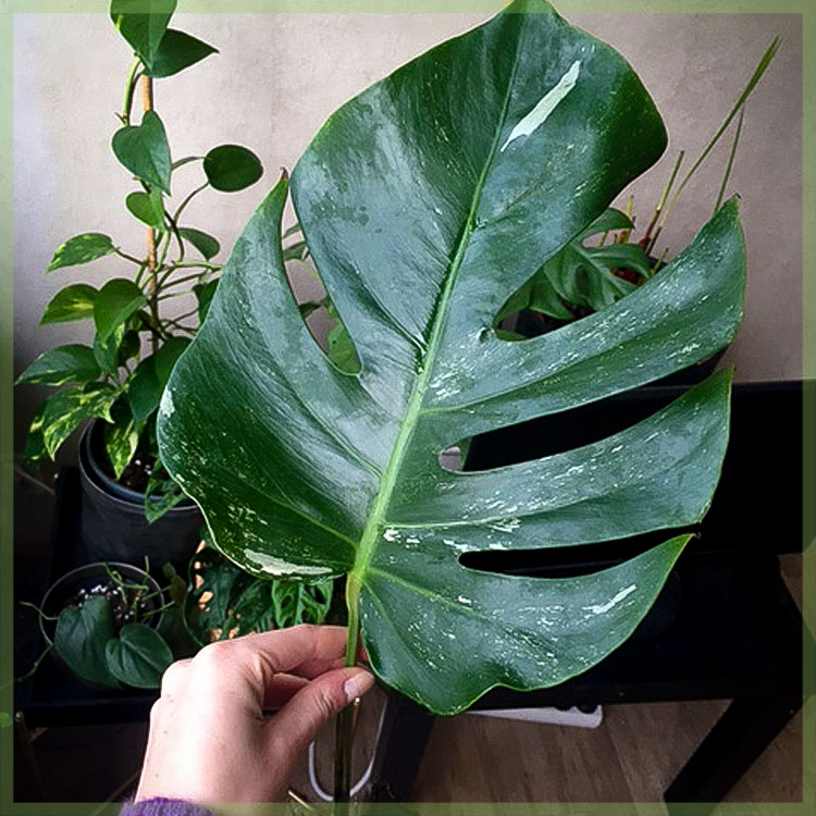 Paŝo post paŝo: Kiel savi monstera variegata tranĉaĵo de radika putro