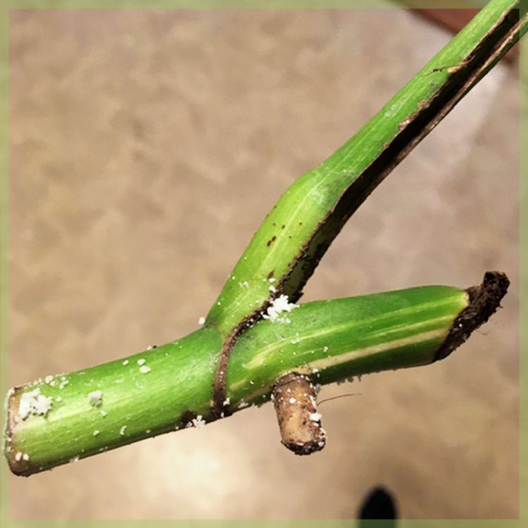 Plan paso a paso: cómo salvar un corte de monstera variegata de la pudrición de la raíz