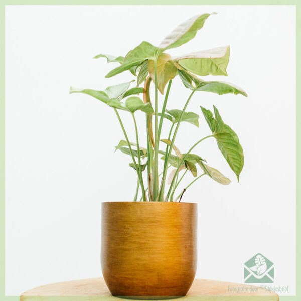 Syngonium Pink Spot kopen