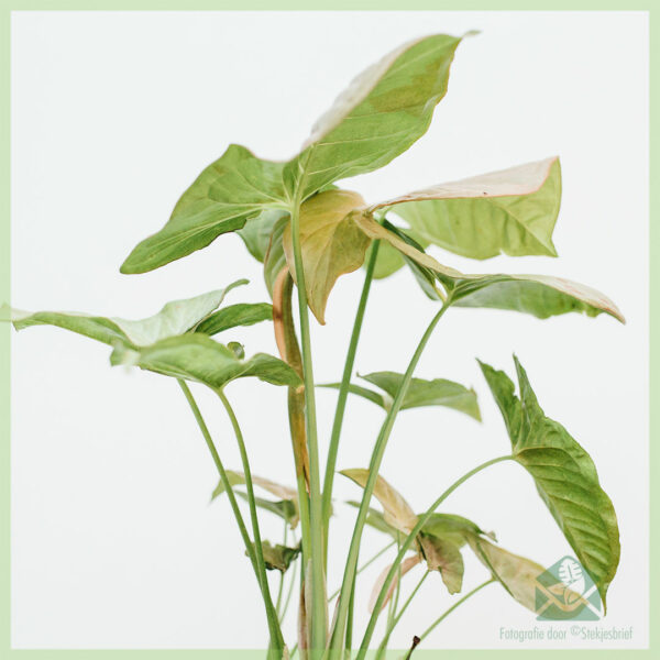 Syngonium Pink Spot kopen en verzorgen