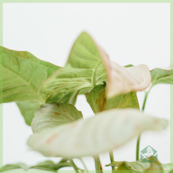 Pirkite ir prižiūrėkite Syngonium Pink Spot