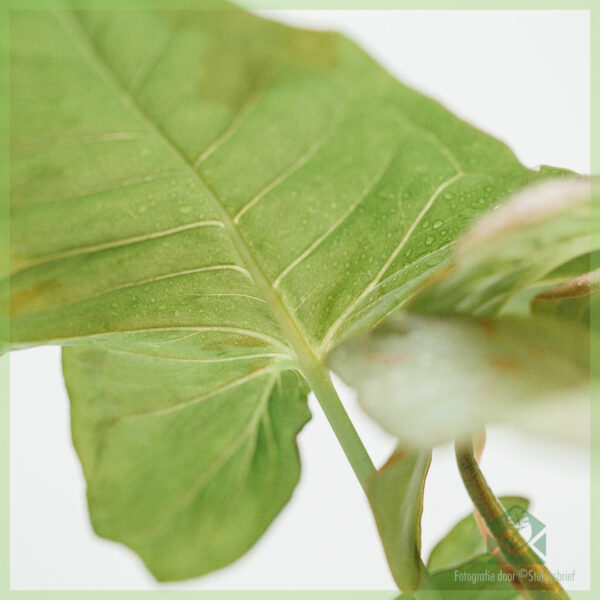 Syngonium Pink Spot kopen en verzorgen