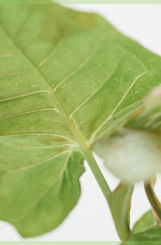Syngonium Pink Spot ongeworteld stekje kopen