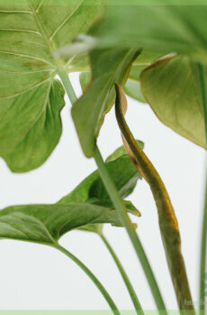 Kupite i njegujte Syngonium Pink Spot