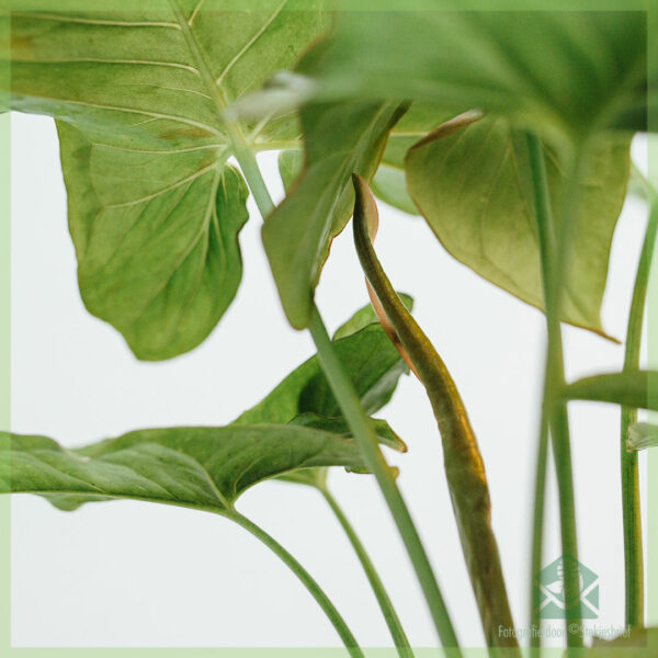 Syngonium Pink Spot kopen en verzorgen