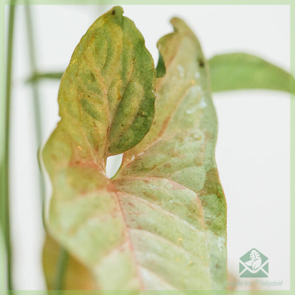 Syngonium Pink Spot kopen en verzorgen