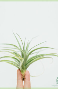 Mua cây không khí Tillandsia airplant mix