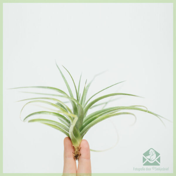 Buy Tillandsia aeroplanum aeriem plantae miscere