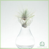 Tillandsia airplant luchtplantjes mix kopen
