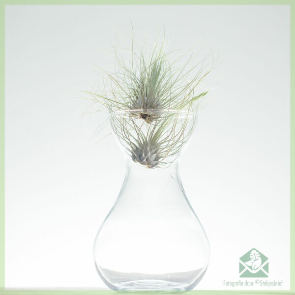 Купить смесь для воздушных растений Tillandsia airplant