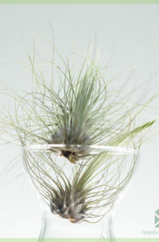 Køb Tillandsia airplant luftplanter mix