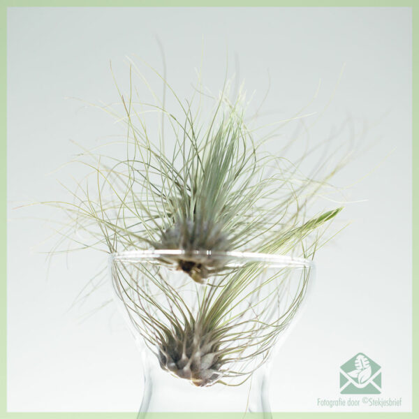 Acheter mélange de plantes aériennes Tillandsia airplant