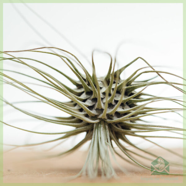 Купить смесь для воздушных растений Tillandsia airplant