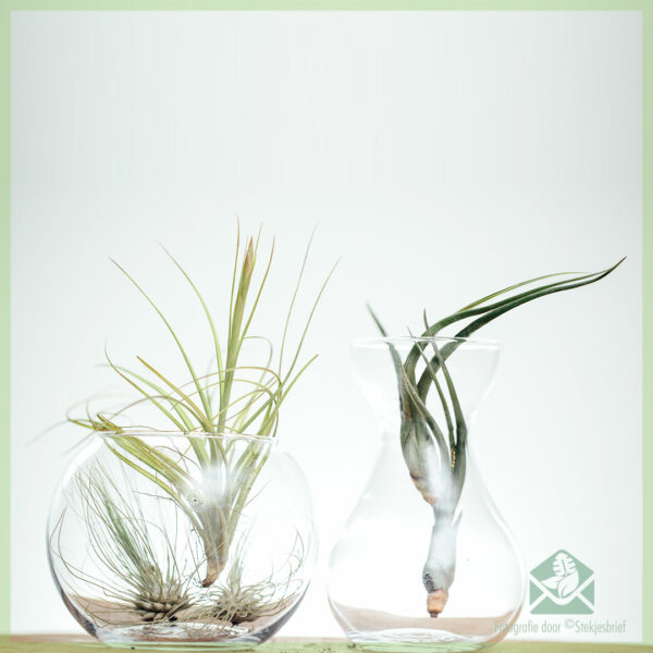 Acheter mélange de plantes aériennes Tillandsia airplant