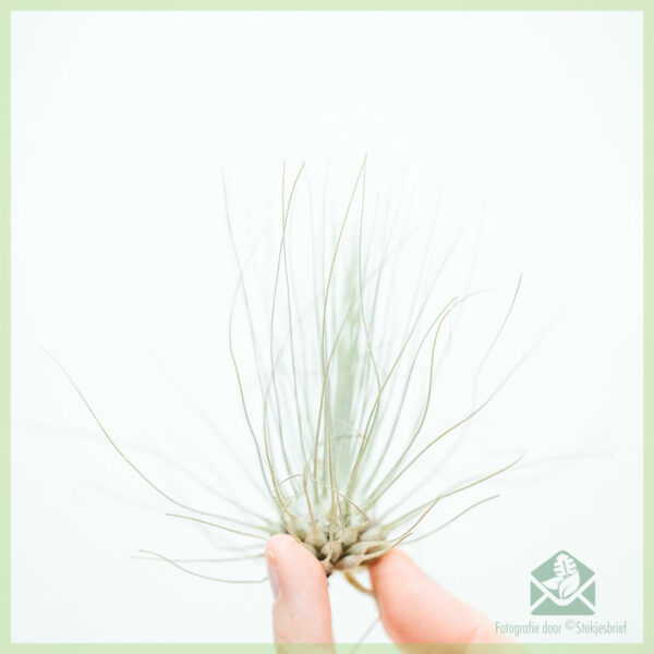 Tillandsia ஏர்ப்ளாண்ட் ஏர் பிளான்ட் கலவையை வாங்கவும்