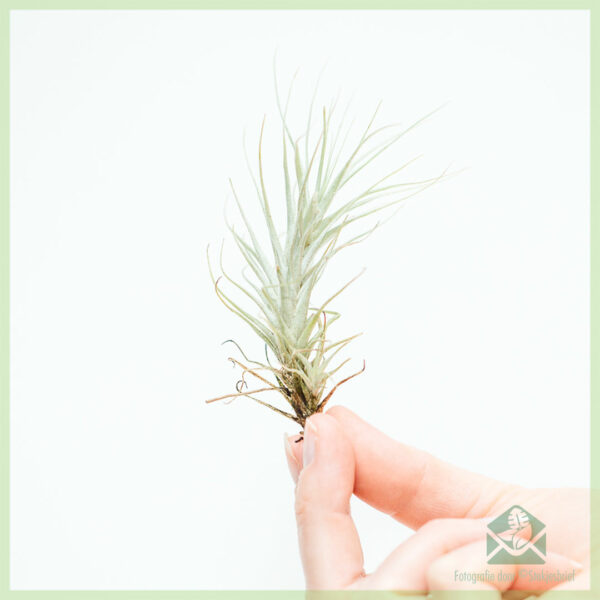 Купете смес от въздушни растения Tillandsia