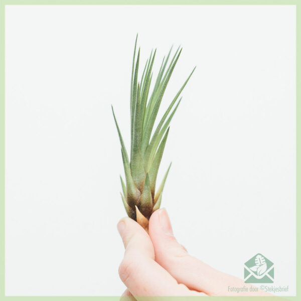 Koop Tillandsia Melanocrater Baby-lugplantlugplant