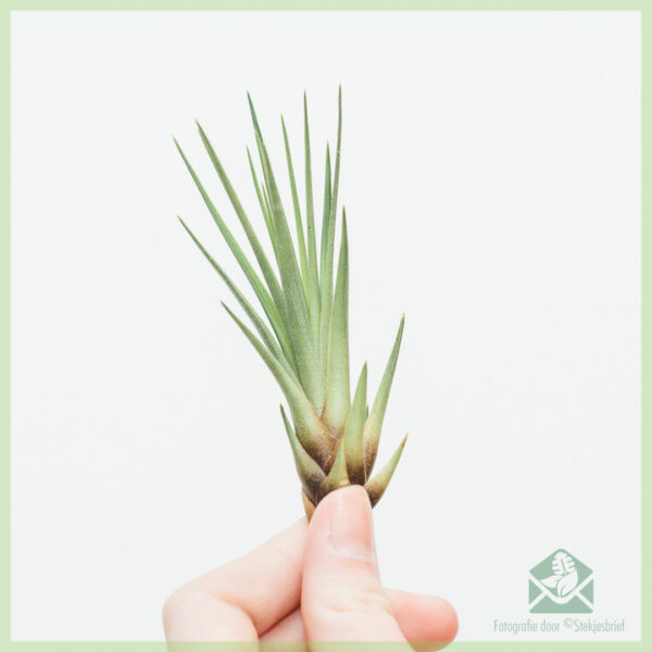 Tillandsia Melanocrater Baby airplant luchtplantje kopen - Afbeelding 4