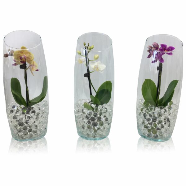 Cumpărați Pequeño Amor - Orhidee phalaenopsis orhidee cu flori 1 ramură Mix în sticlă