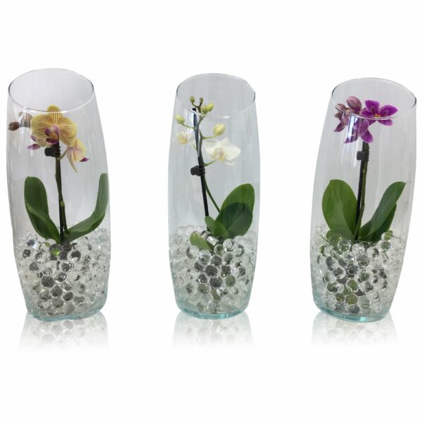 Pequeño Amor - Orchidee phalaenopsis bloeinde orchideeën 1 tak Mix in Glas kopen