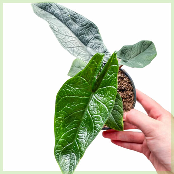 Alocasia Scalprum kopen en verzorgen