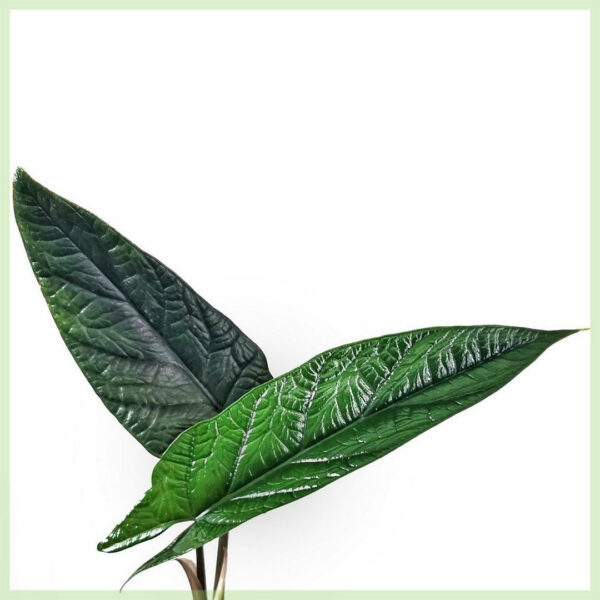 Alocasia Scalprum kopen en verzorgen