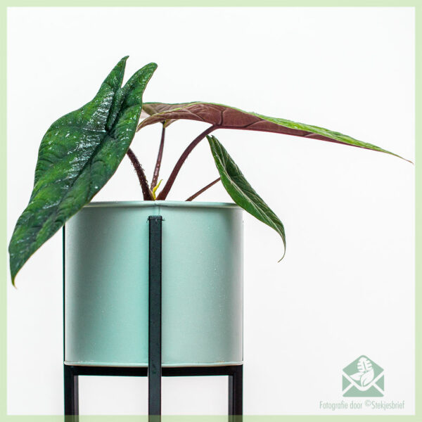 Alocasia Scalprum kopen en verzorgen
