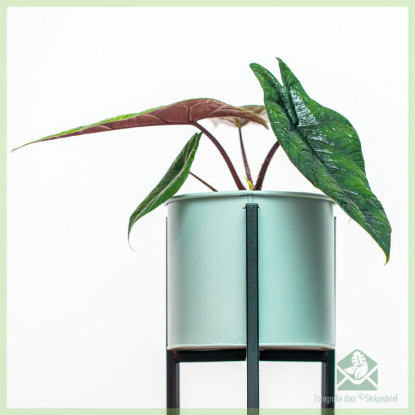 Alocasia Scalprum kopen en verzorgen
