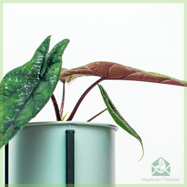 Alocasia Scalprum kopen en verzorgen