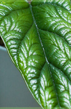 Alocasia Scalprum വാങ്ങുകയും പരിപാലിക്കുകയും ചെയ്യുന്നു