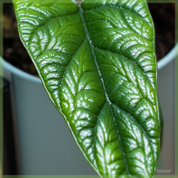 Alocasia Scalprum pirkimas ir priežiūra