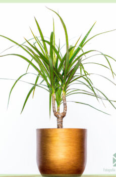 Aĉetado kaj prizorgado de Dracaena Marginata ununura trunko