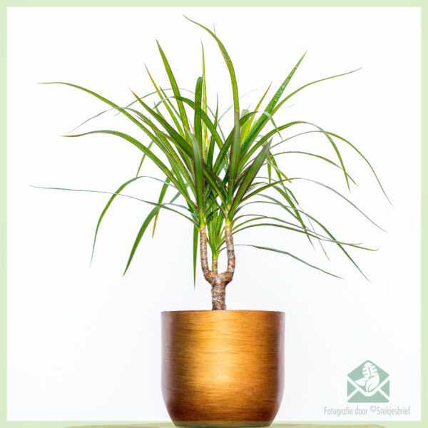 Dracaena Marginata enkele stam kopen en verzorgen