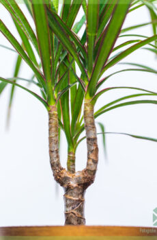 Dracaena Marginata ஒற்றை உடற்பகுதியை வாங்குதல் மற்றும் பராமரித்தல்