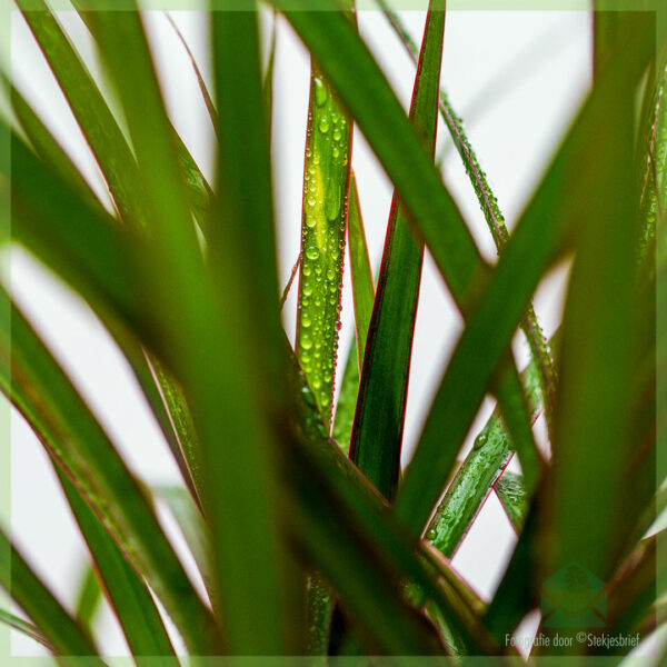 Acheter et entretenir le tronc unique de Dracaena Marginata