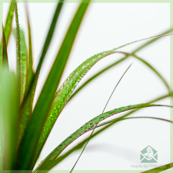 Dracaena Marginata enkele stam kopen en verzorgen