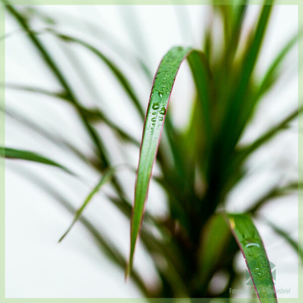Dracaena Marginata enkele stam kopen en verzorgen